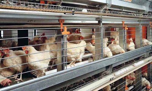 Never cut corners when it comes to layer feed
