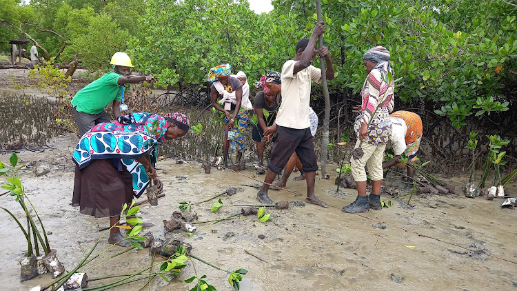 Kinango residents led by Juma Baushi engage in tree planting exercise at Tsunza in Kwale county