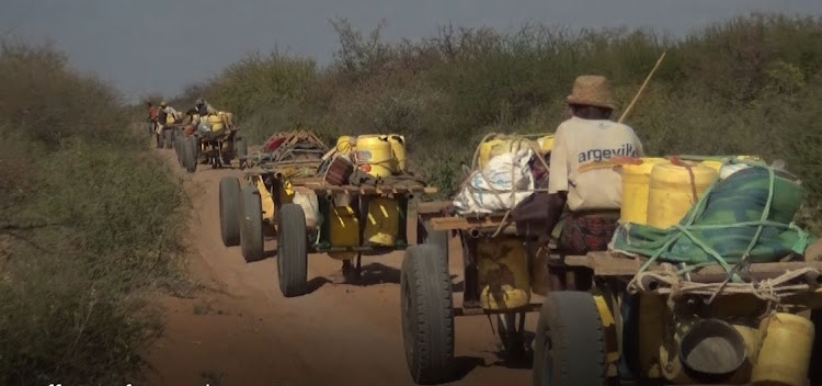 Camels carry jerrycans full of water in Afuweine, Lagdera subcounty.
