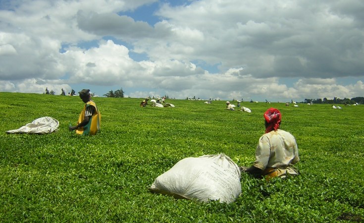 Farmers pick tea on a farm in Kericho