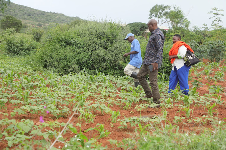 Green grams small-scale farmers at a farm in Sagala, Taita Taveta County. The agriculture department target to boost green grams value chain