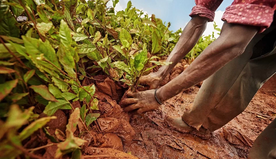 Twiga Foods, in collaboration with the National Irrigation Authority, has already initiated a maize crop trial on 538 acres, employing different treatments to optimize crop growth