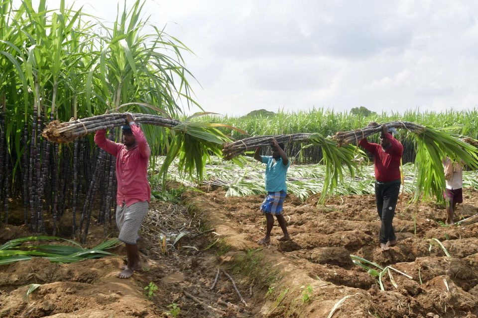 Farmers harvesting sugarcane