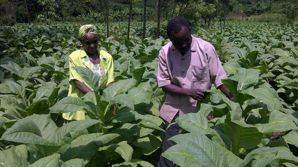 Tobacco farmers tending their crops in Malakisi in Bungoma, Kenya.